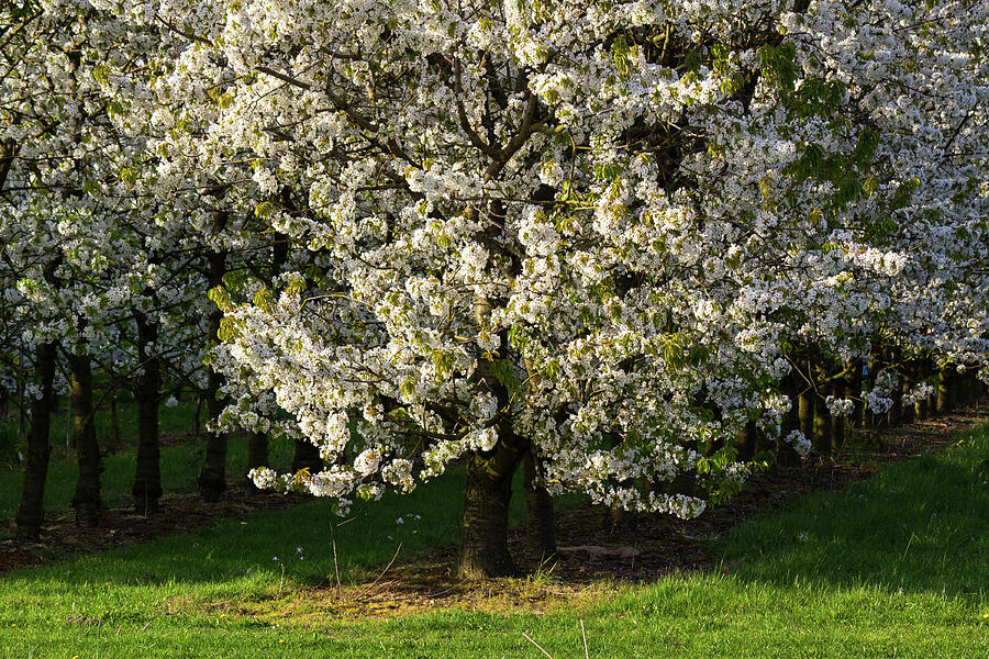 Blossoms In An Orchard In The Betuwe Photograph By Andre De Wit - Fine ...