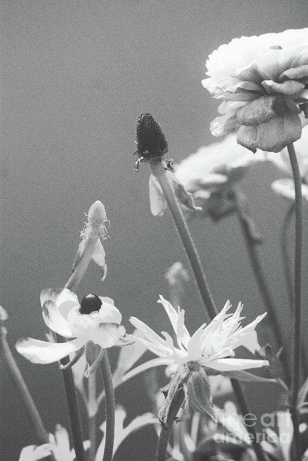 Blossoms in B/W Photograph by Margie Avellino