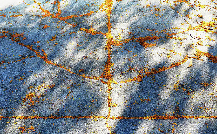 Blossoms in the cracks Photograph by Luz Resto Blossoms in the cracks Photograph by Luz Resto