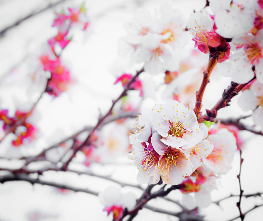 Blossoms Photograph by Jay Binkly