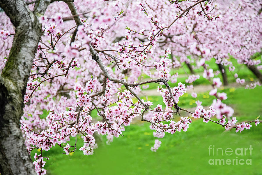 Blossoms Lead to Heaven Photograph by Marilyn Cornwell