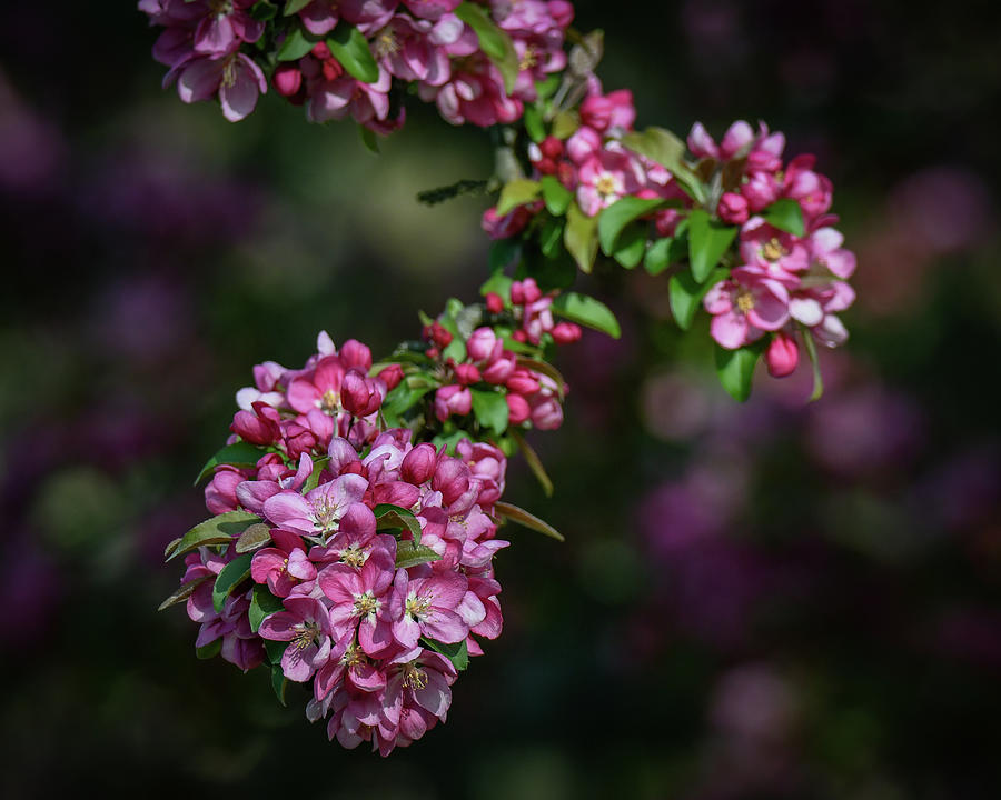 Blossoms Photograph by Michelle Wittensoldner