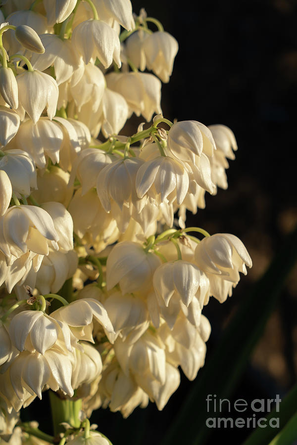 Blossoms of a Yucca Palm in the golden sunlight 2 Photograph by Adriana Mueller