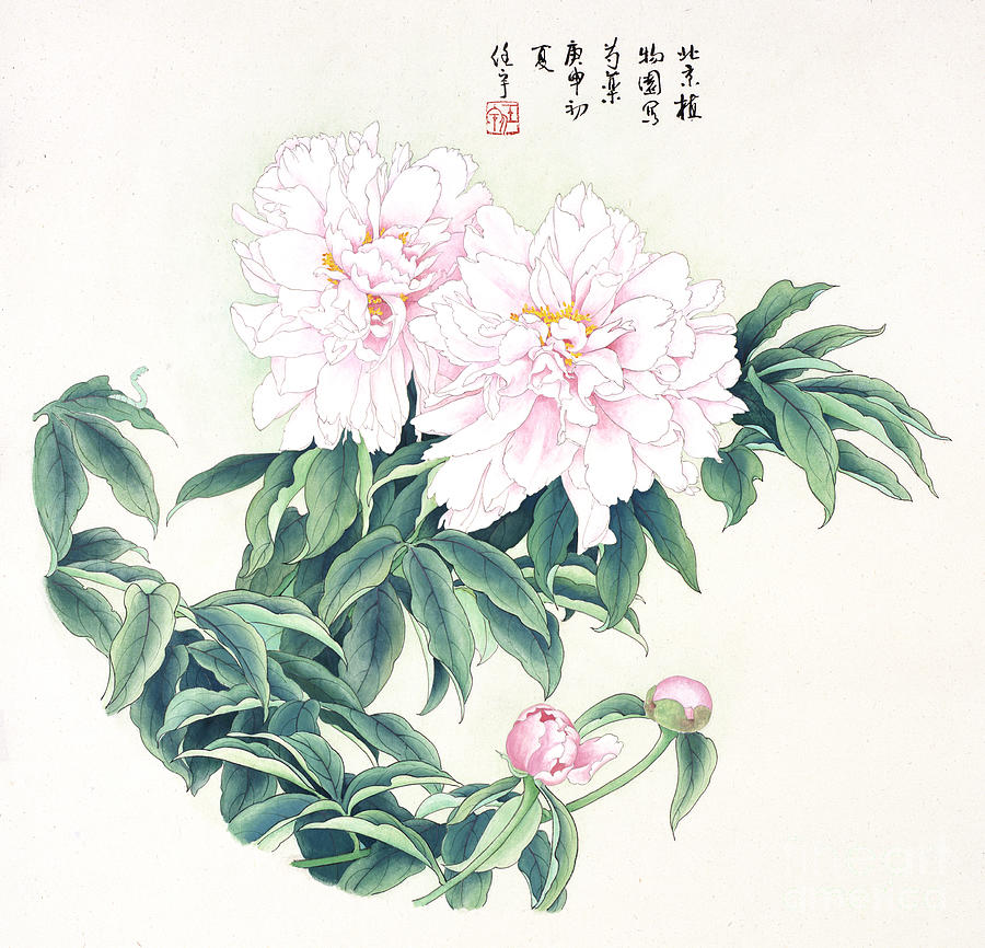 Blossoms of China - Chinese Peony Painting by Ren Yu