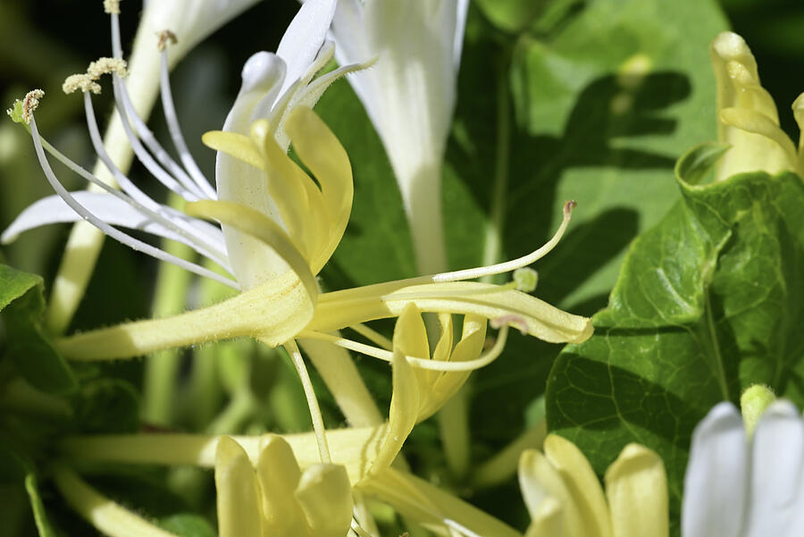 Blossoms of Honeysuckle Photograph by Katherine Nutt - Fine Art America