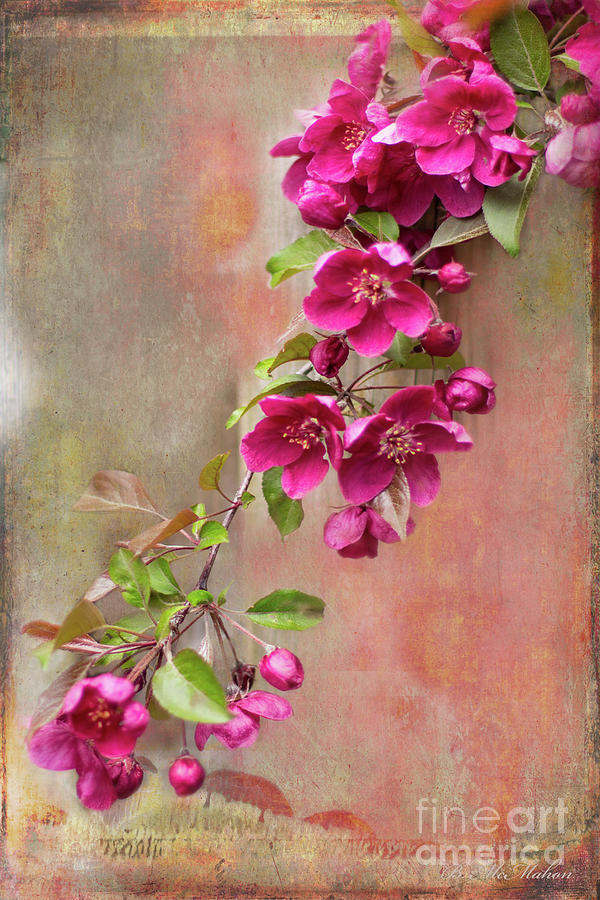 Blossoms of Old Vintage Photograph by Barbara McMahon