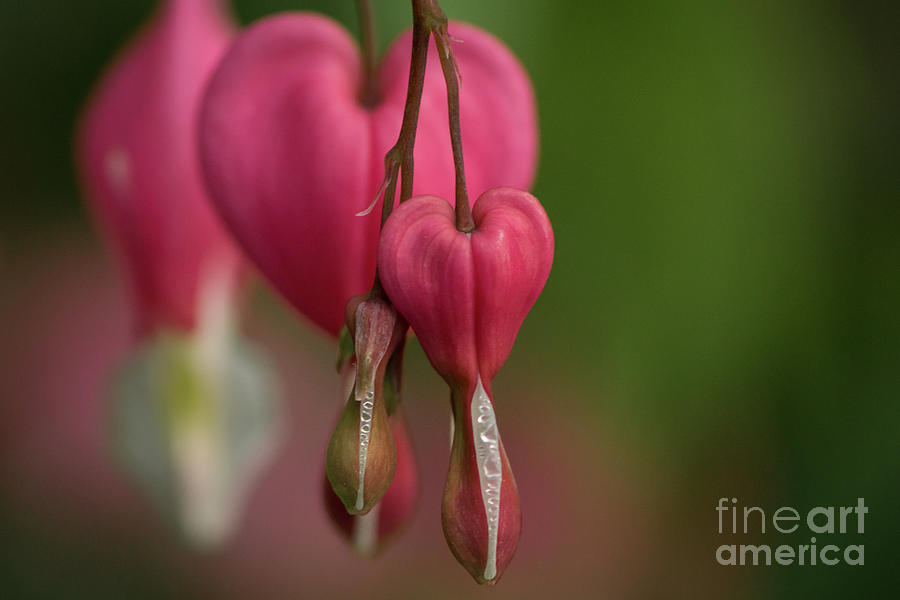 Spring Photograph - Blossoms of the Bleedingheart Plant by Nancy Gleason
