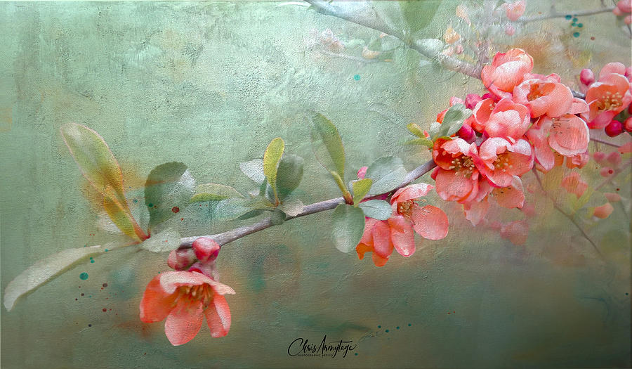 Blossoms On A Branch, The Seasons Softly Changing Mixed Media
