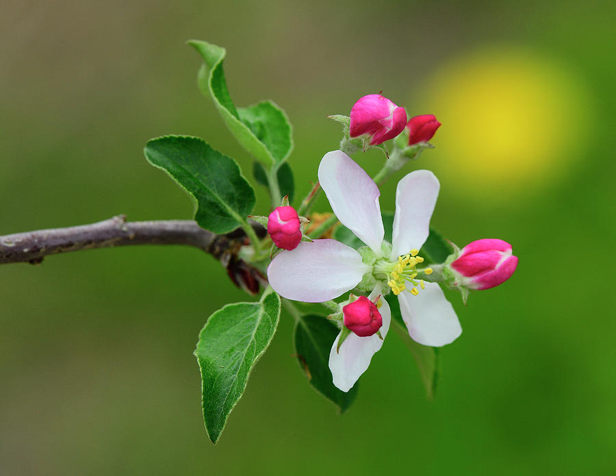Blossoms on Apple tree Photograph by Paul Freidlund