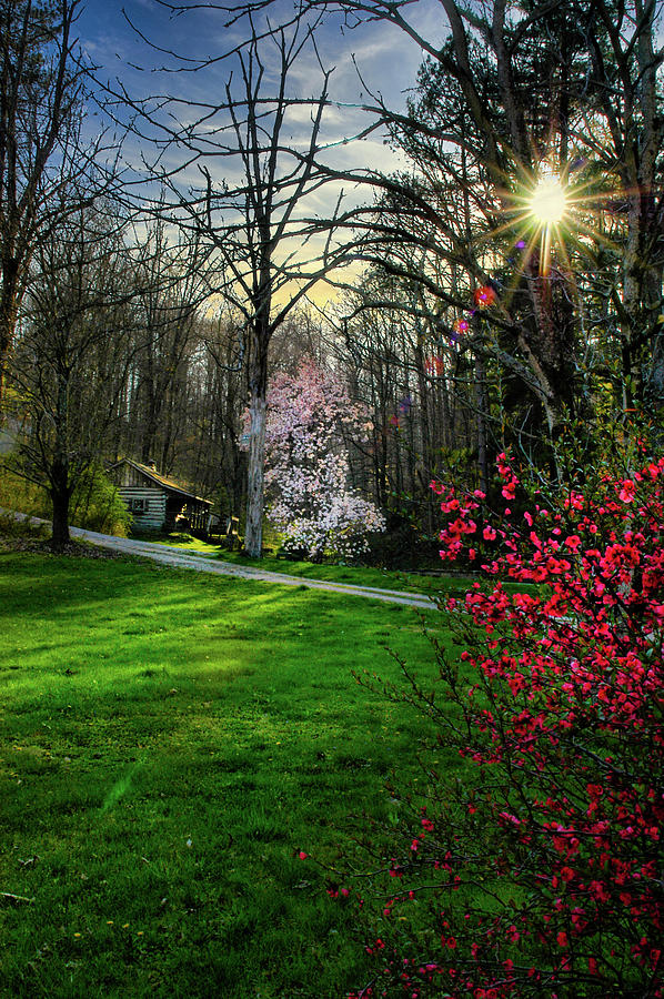 Blossoms sunset and cabin Photograph by Randall Branham