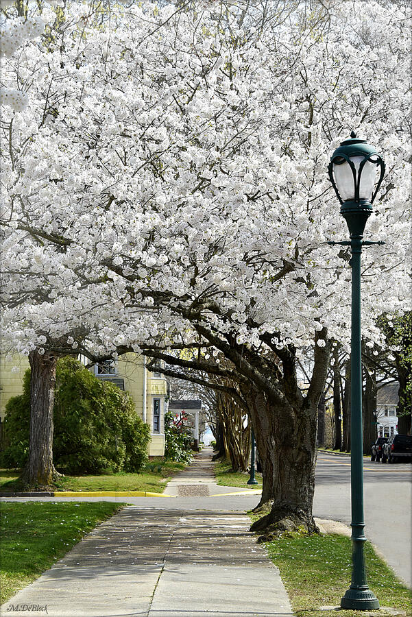 Spring Photograph - Blossomtime on Main Street - West Point, Virginia by Marilyn DeBlock
