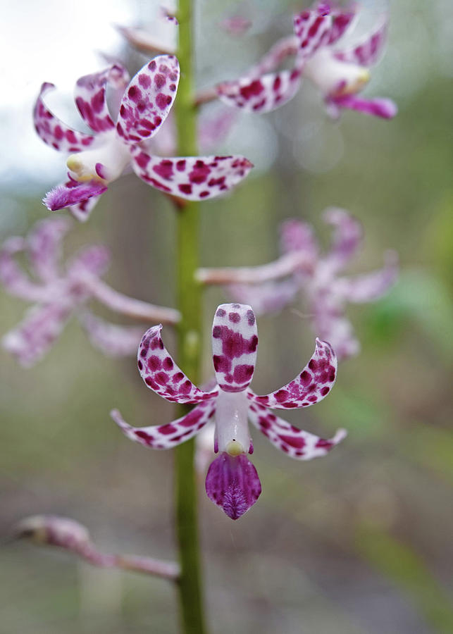 Blotched Hyacinth Orchid Photograph by Maryse Jansen