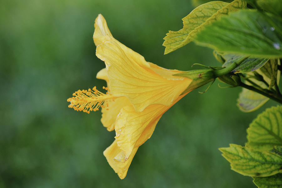 Blow Your Horn Hibiscus Flower Photograph by Gaby Ethington