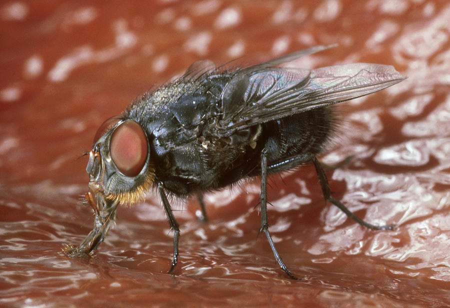 Blowfly: Calliphora Sp. Photograph by London Scientific Films