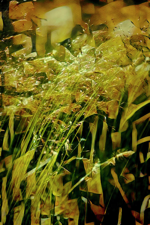 Blowing in the Soft Breeze Golden Abstract Photograph by Debra and Dave Vanderlaan