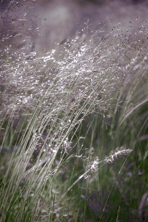 Blowing in the Soft Breeze in the Dew Photograph by Debra and Dave Vanderlaan