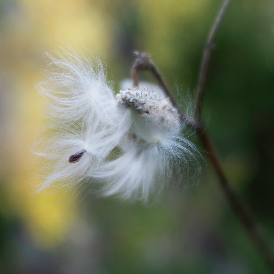 Blowing In The Wind Photograph by Forest Floor Photography