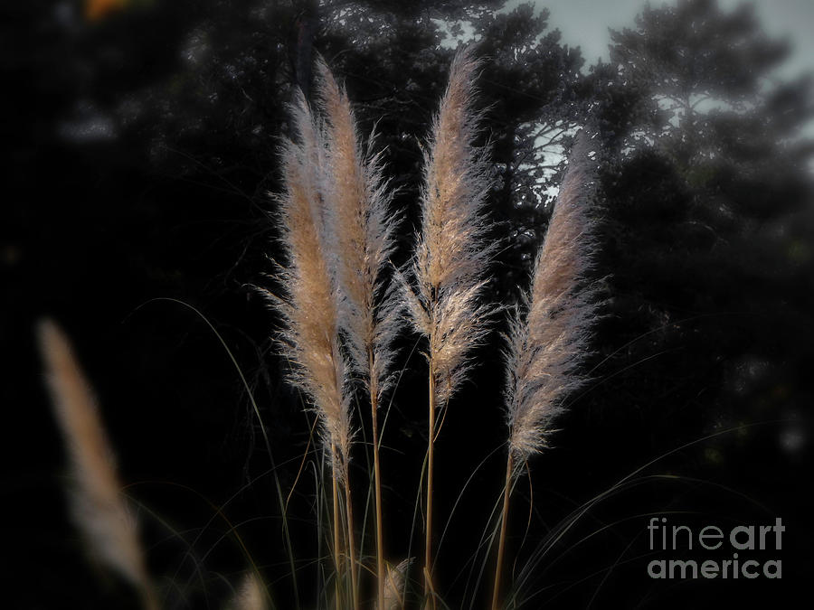 Blowing in the Wind Photograph by Judy Hall-Folde