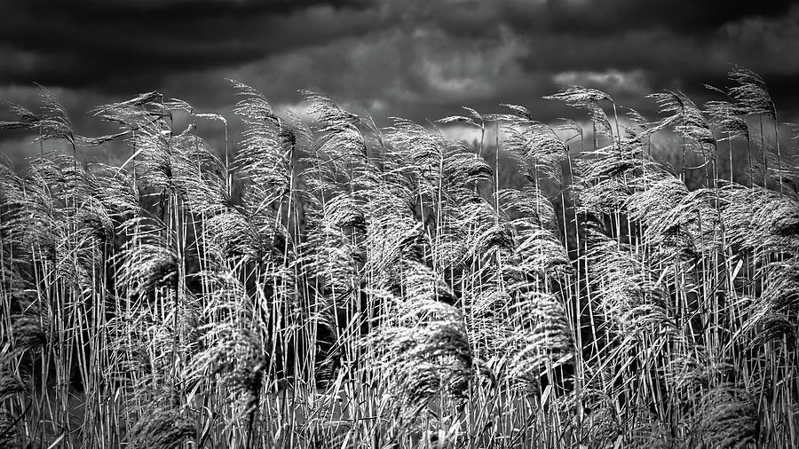 Blowing In The Wind Photograph by Mike Schaffner