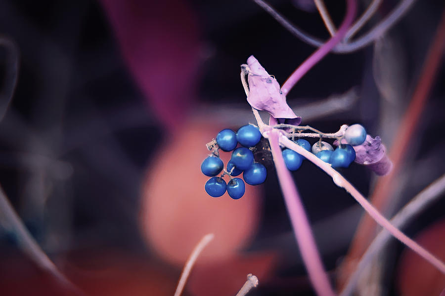 Blu Berries Photograph by Gian Smith