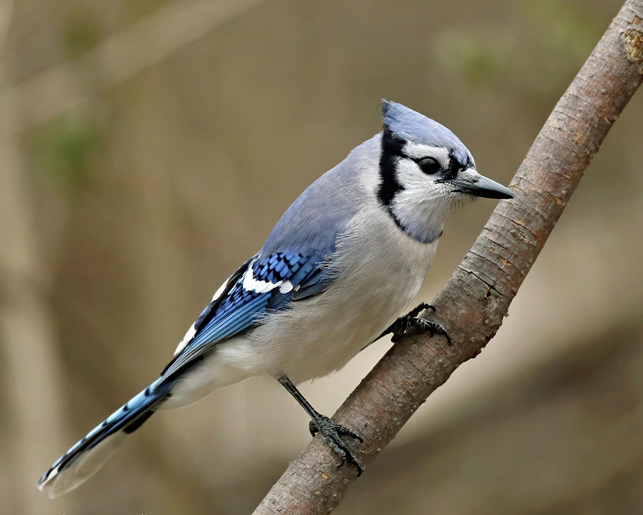 Blu Jay 130, Indiana Photograph by Steve Gass - Fine Art America