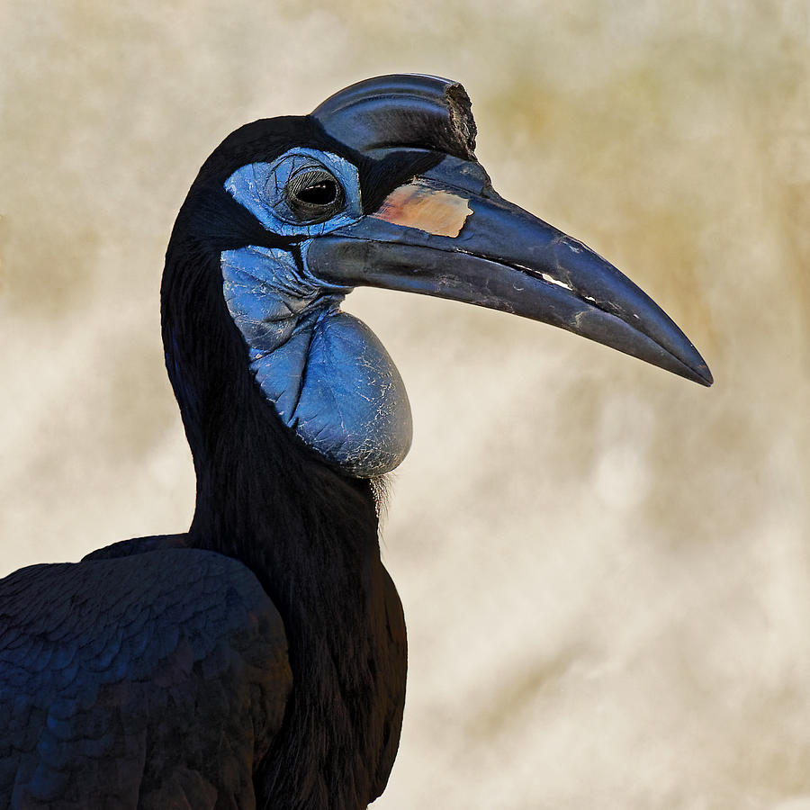 Blue - Abyssinian Ground Hornbill Photograph by KJ Swan - Fine Art America