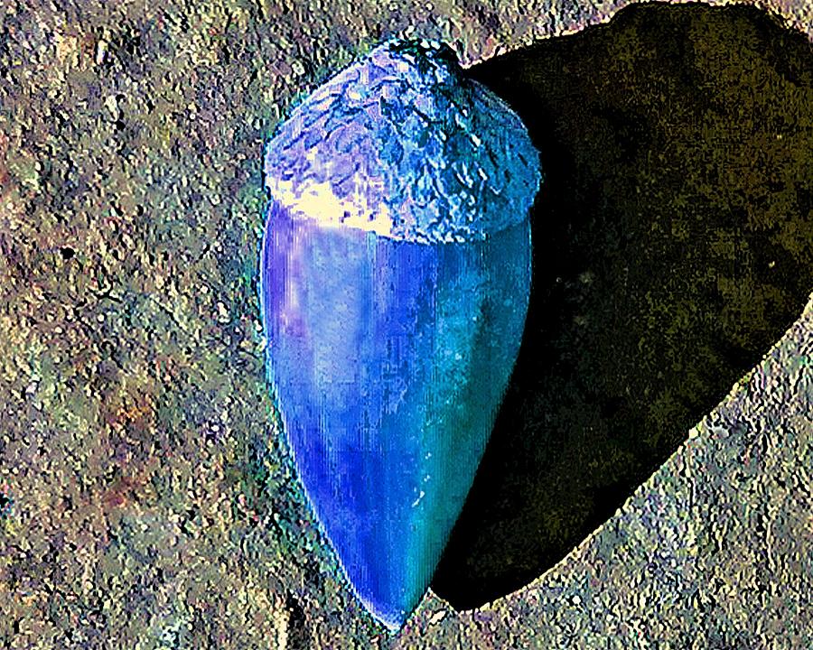 Blue Acorn Photograph by Andrew Lawrence