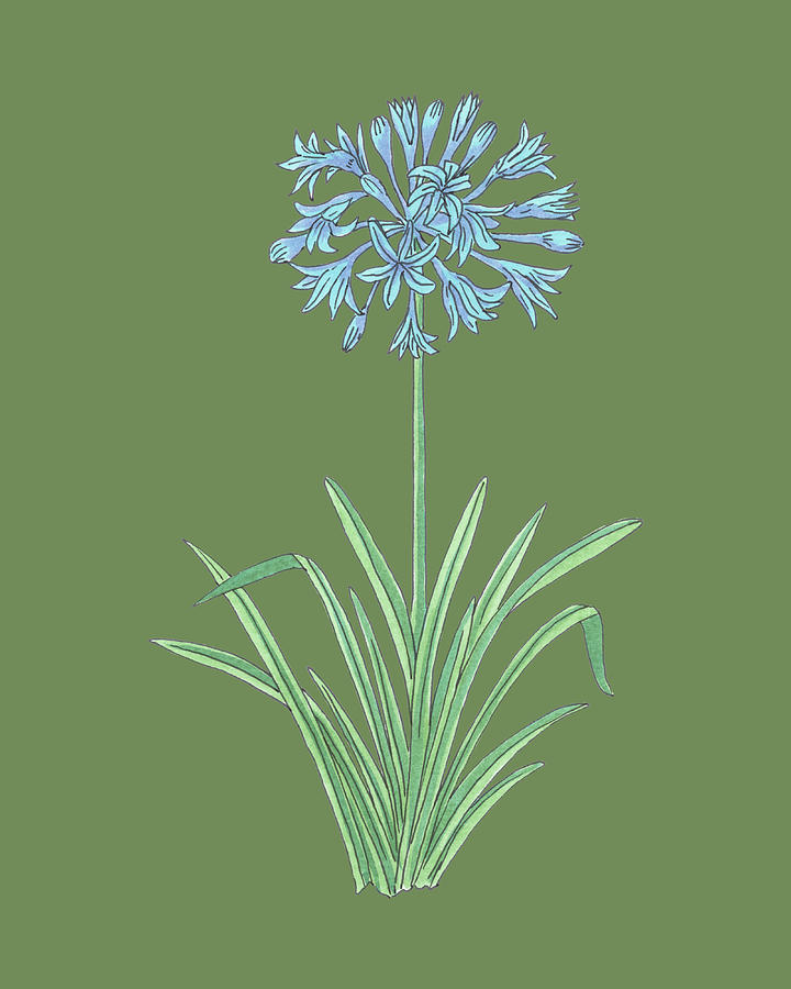 Blue Agapanthus Botanical Watercolor Flower On Moss Dusty Green Painting