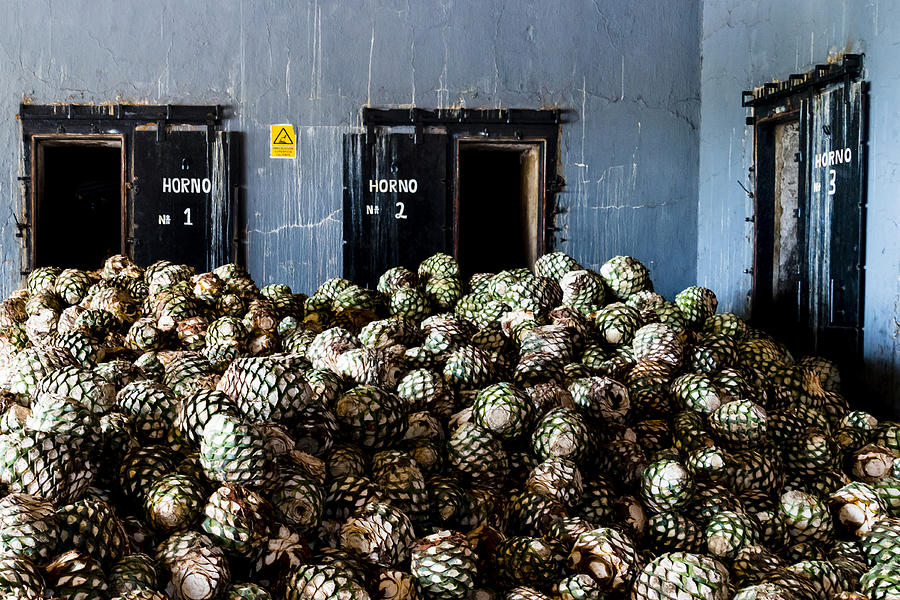 Blue agave bolas, referred to as pineapples, sit in a pile in a tequila distillery in Jalisco state, Mexico. Photograph by Matt Mawson