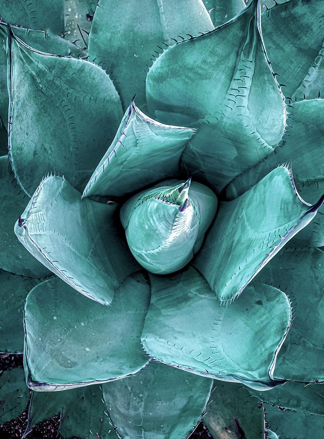 Blue Agave From Above Photograph by Linda Unger