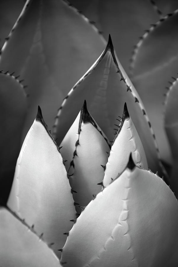 San Diego Photograph - Artichoke Agave in Monochrome by William Dunigan
