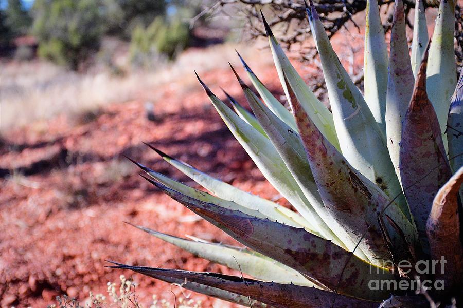 Blue Agave, Red Dirt - Sedona Photograph by Leslie M Browning