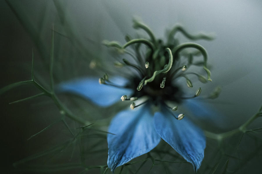 Blue Alien Flower Photograph by Ada Weyland