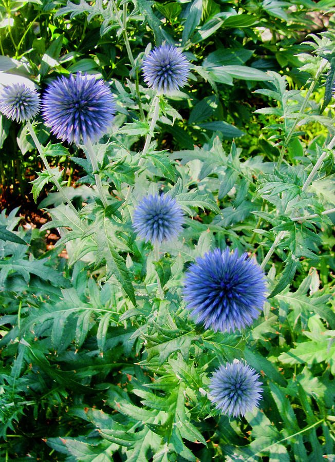 Blue Allium Photograph by Stephanie Moore - Pixels