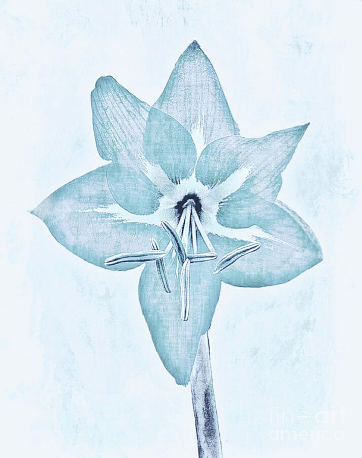 Blue Amaryllis Flower. Minimalist Floral Abstract Mixed Media