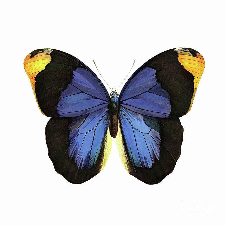 Blue And Black Butterfly Mixed Media