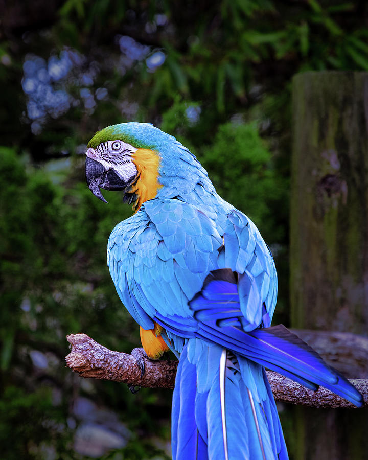Blue And Gold Macaw Photograph by Elvira Peretsman