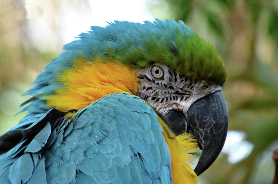 Blue-and-gold Macaw Photograph by Lyuba Filatova