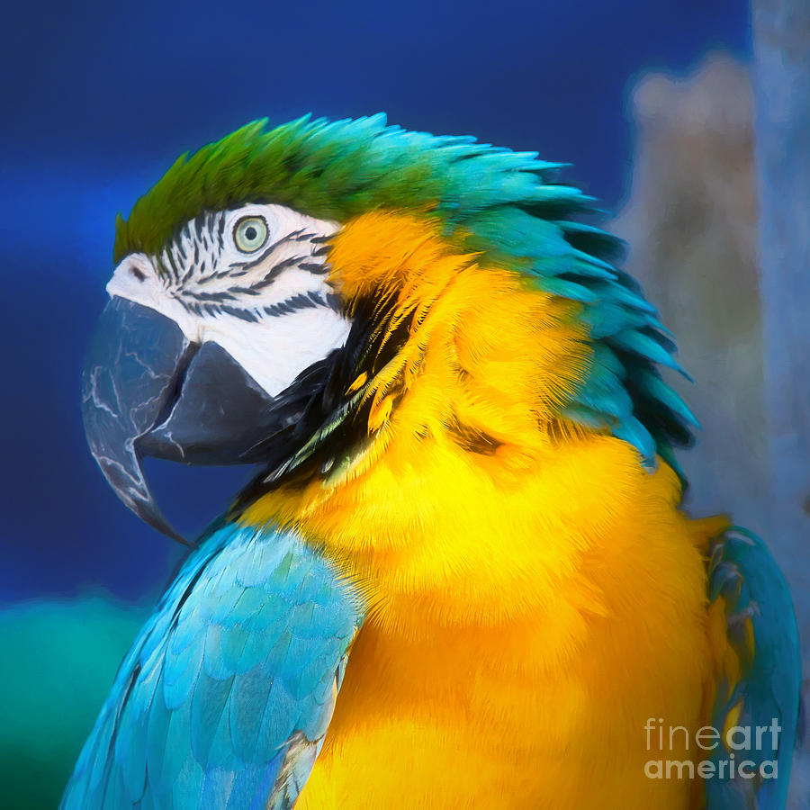 Blue And Gold Macaw Photograph by Mel Steinhauer