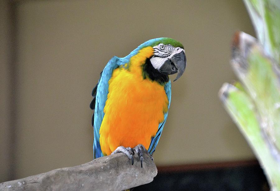 Blue And Gold Macaw Of South America Photograph