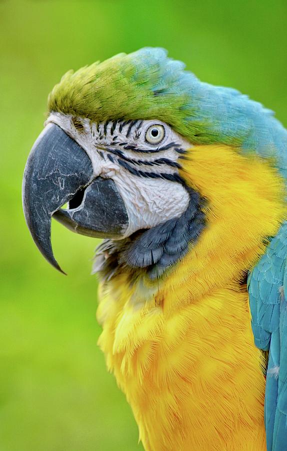Blue and Gold Macaw Profile Photograph by Richard Bryce and Family
