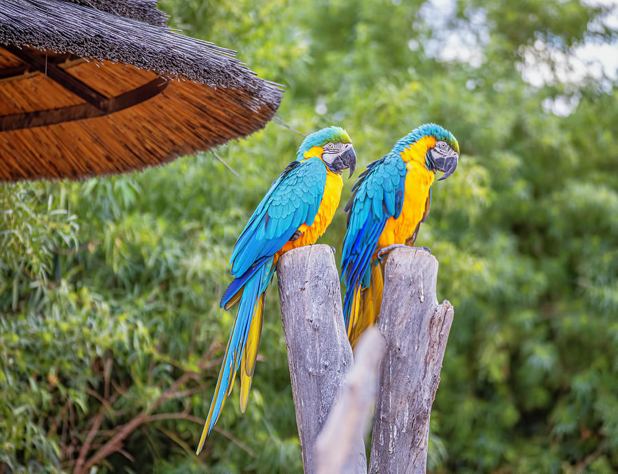Blue And Gold Macaws Photograph by Lorraine Baum
