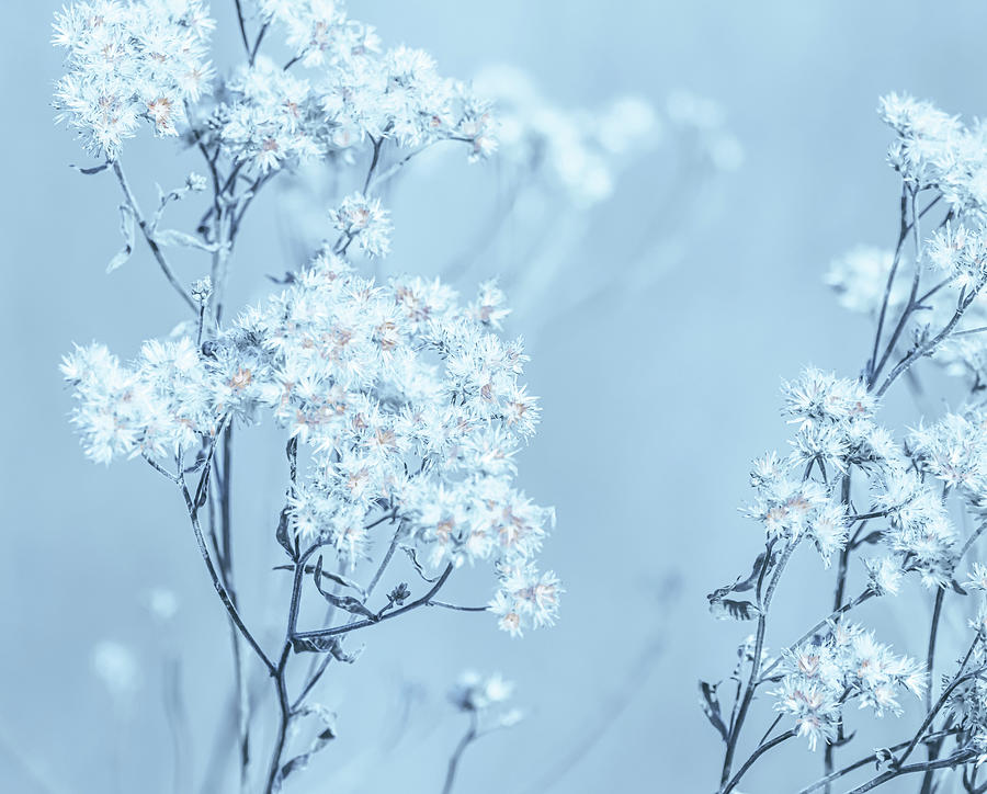Blue And Gold Toned Flowers Photograph by Dan Sproul