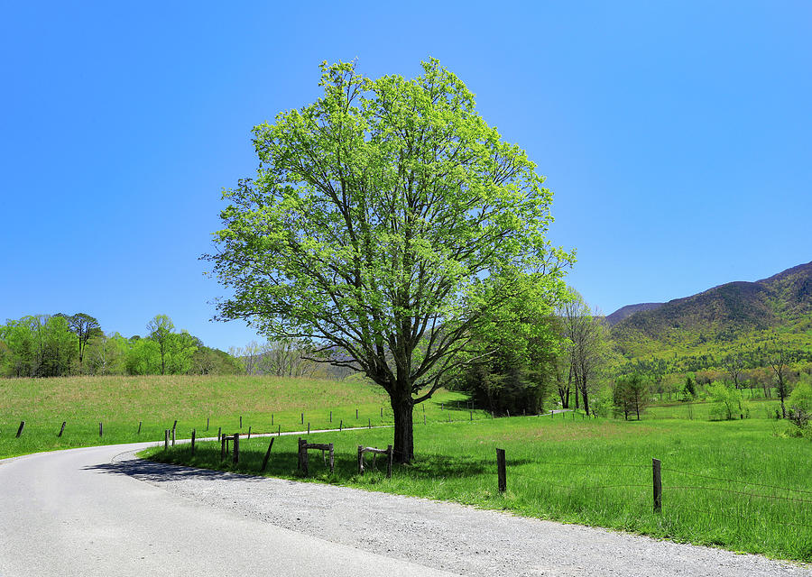 Blue And Green Cades Cove Photograph by Dan Sproul
