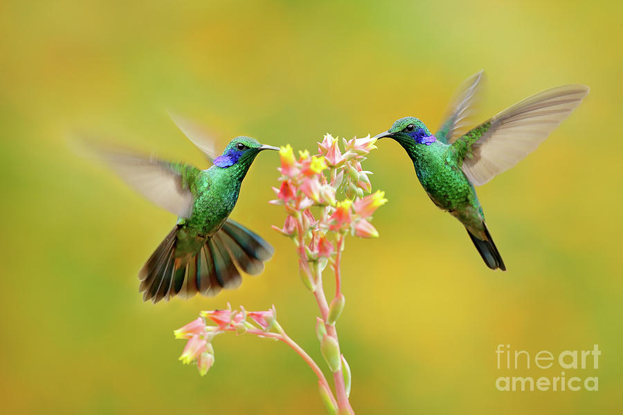Blue and Green Hummingbirds with Little Pink Flowers - Bird / Animal / Wildlife / Floral Nature Phot Photograph by PIPA Fine Art