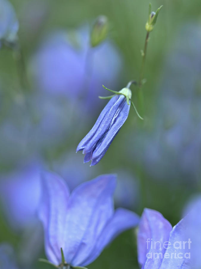 Blue And Green - Soft And Delicate Photograph by Tatiana Bogracheva