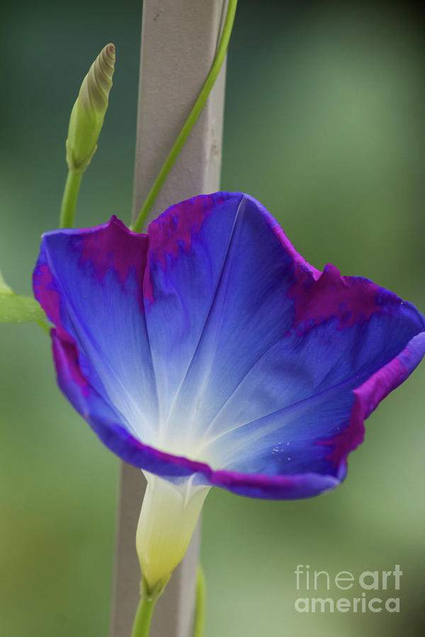 Blue and Pink Morning Glory Photograph by Suzanne Luft