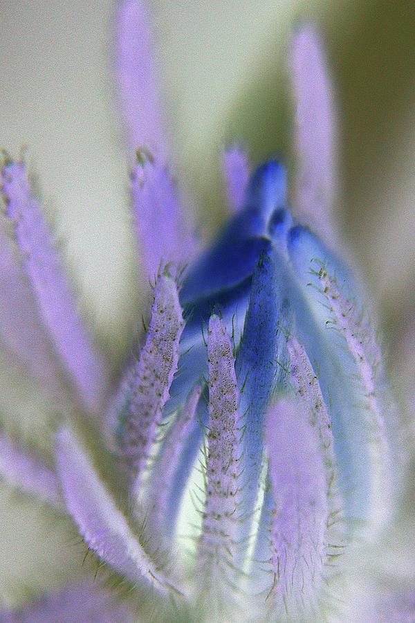Abstract Photograph - Blue And Purple by Holly Morris Abstract Photograph - Blue And Purple by Holly Morris