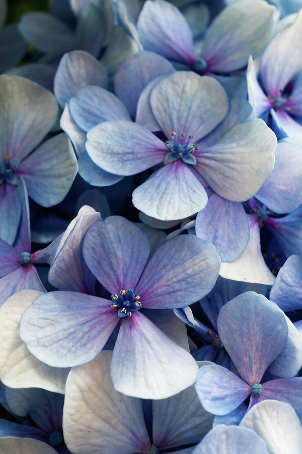 Blue and purple hydrangea flowers Photograph by Jean-Luc Farges