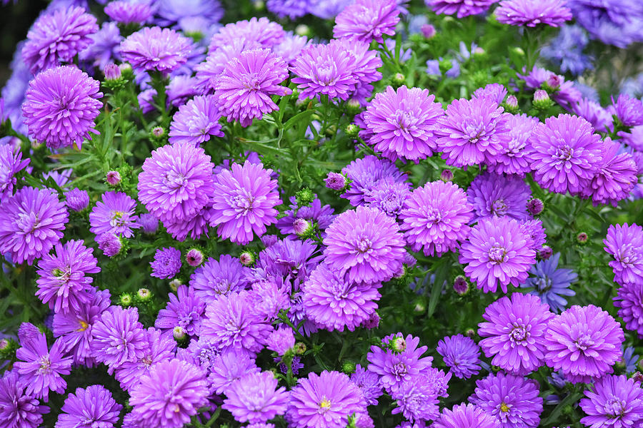 Blue And Purple Mums Photograph